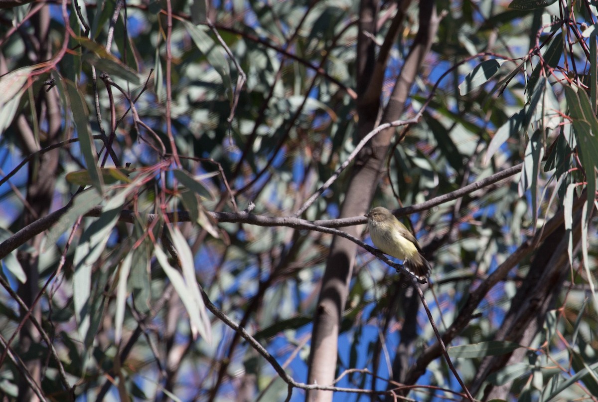 Weebill - ML136898021