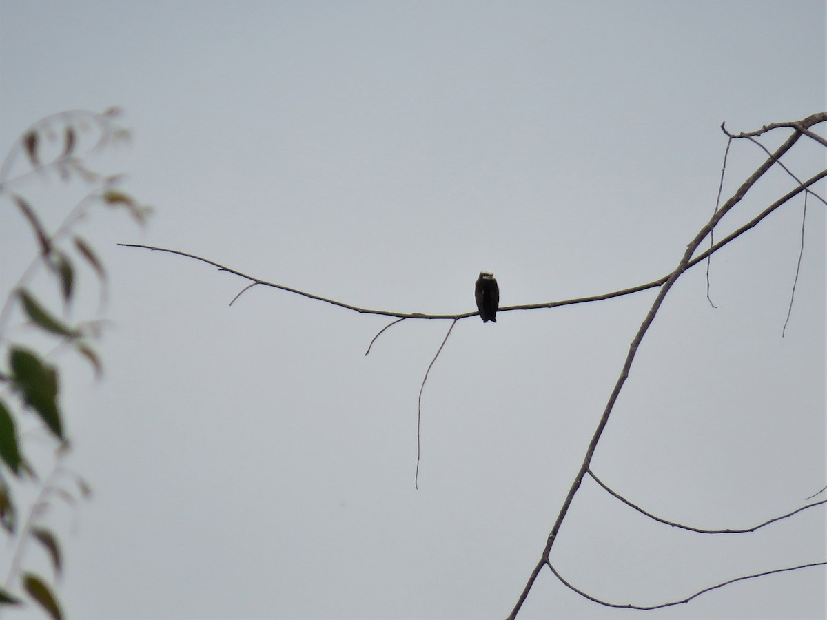 White-headed Sawwing - Hugo Foxonet