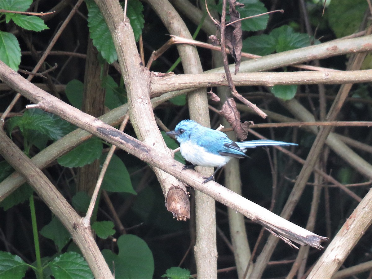 African Blue Flycatcher - ML136899231