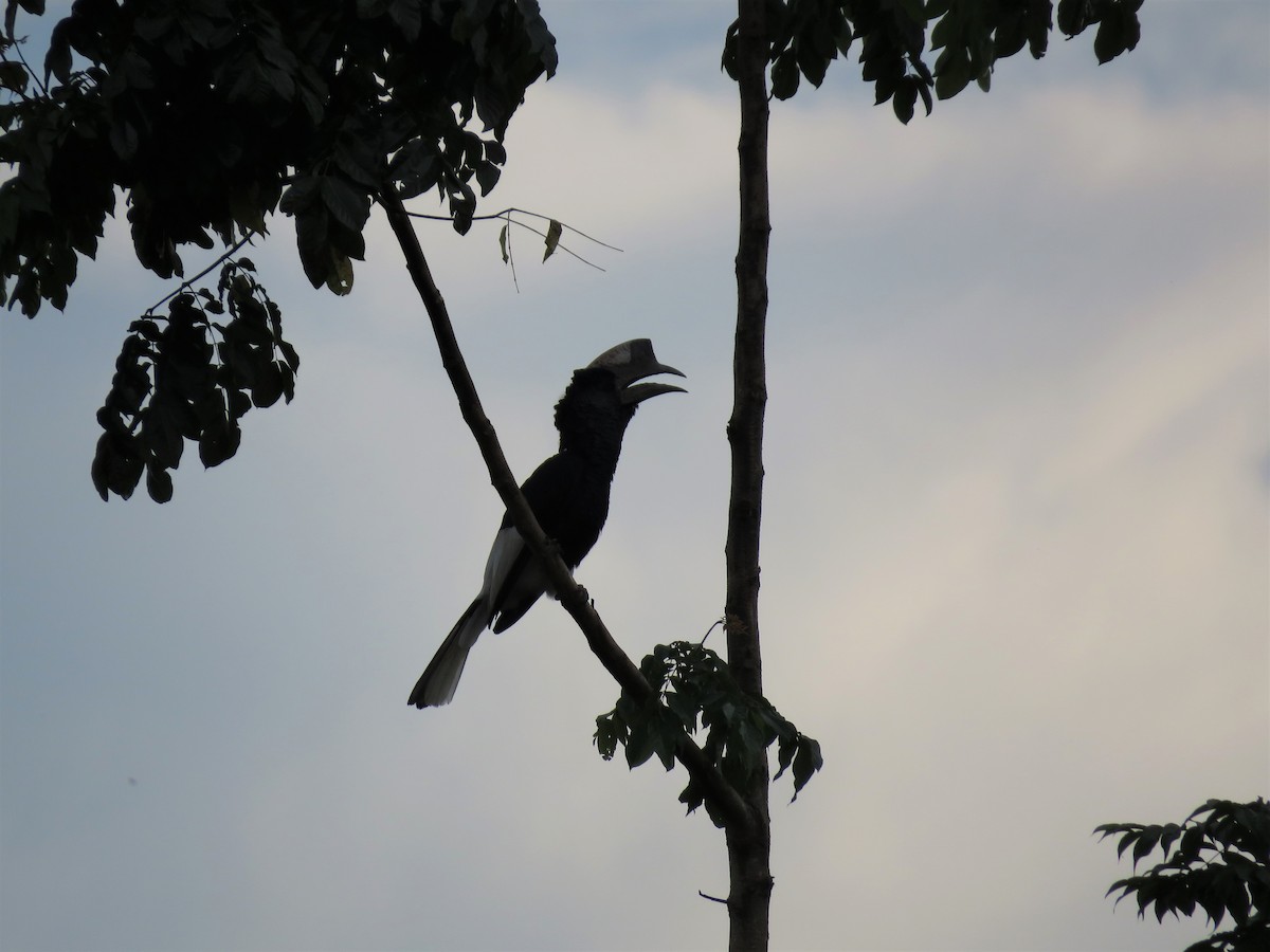 Black-and-white-casqued Hornbill - ML136899241