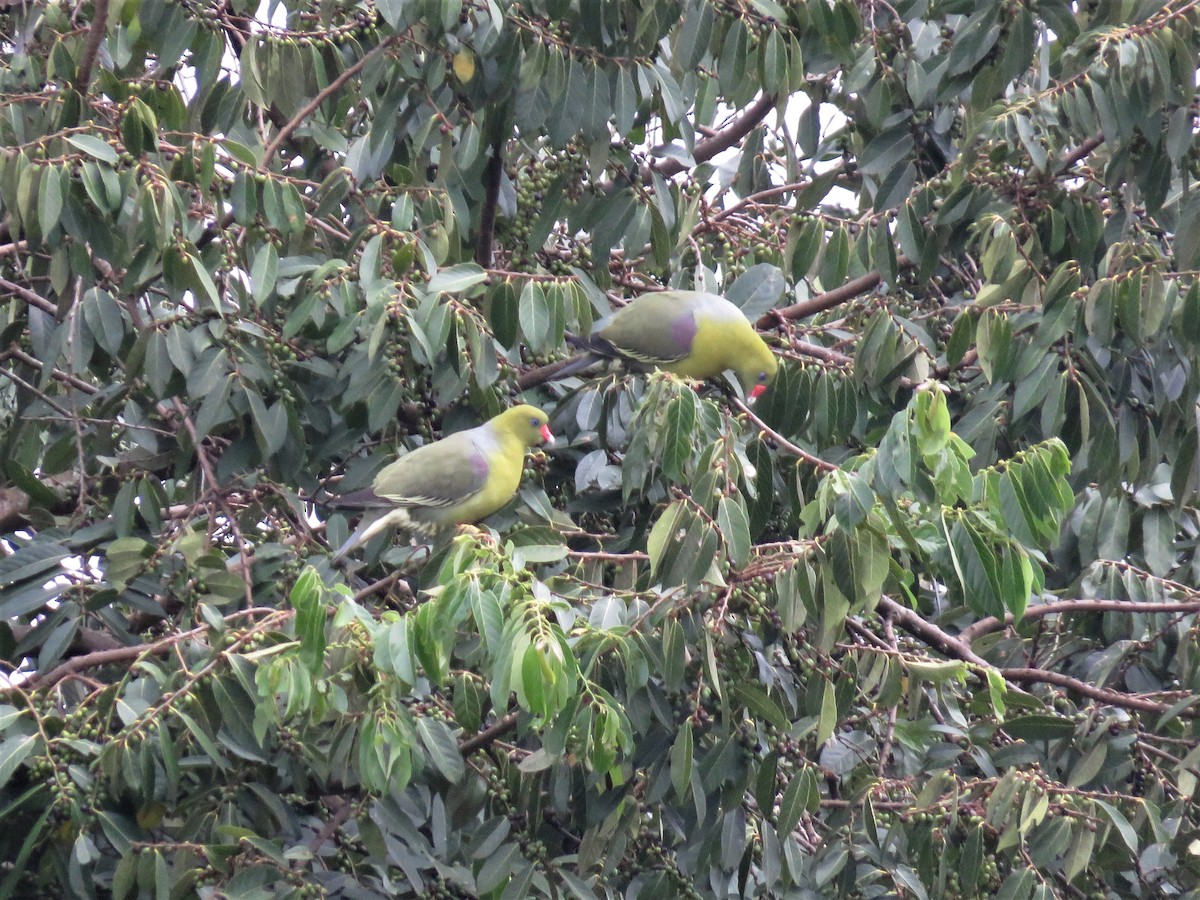 African Green-Pigeon - ML136899361