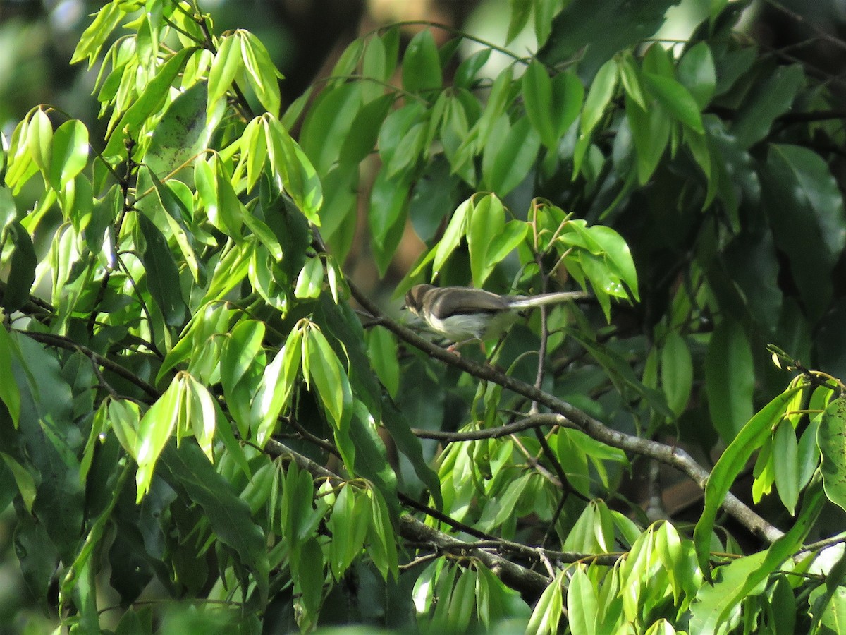 Buff-throated Apalis - ML136899381