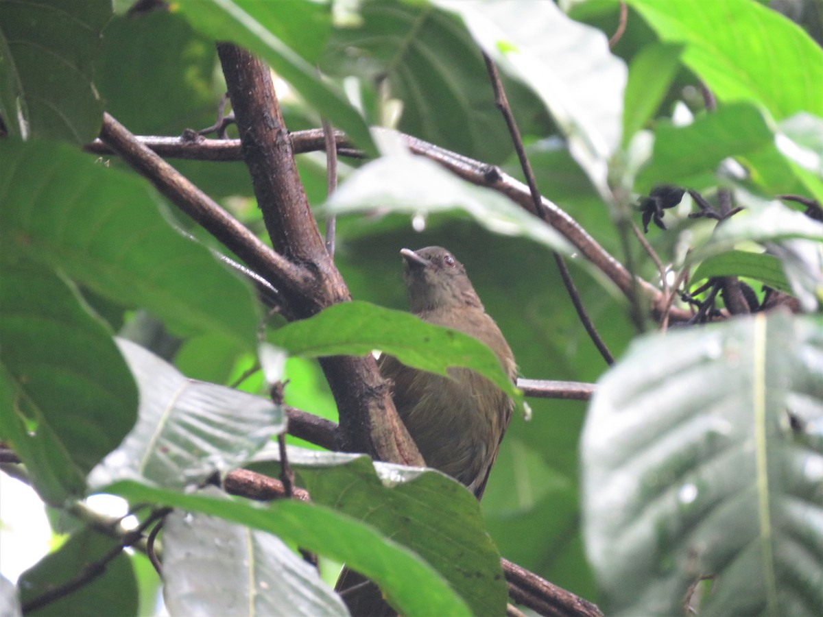 Pycnonotidae sp. (greenbul sp.) - ML136899391