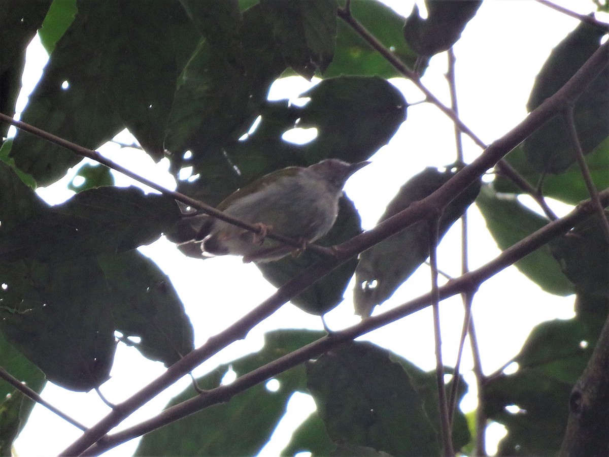 Green-backed Camaroptera - ML136899421