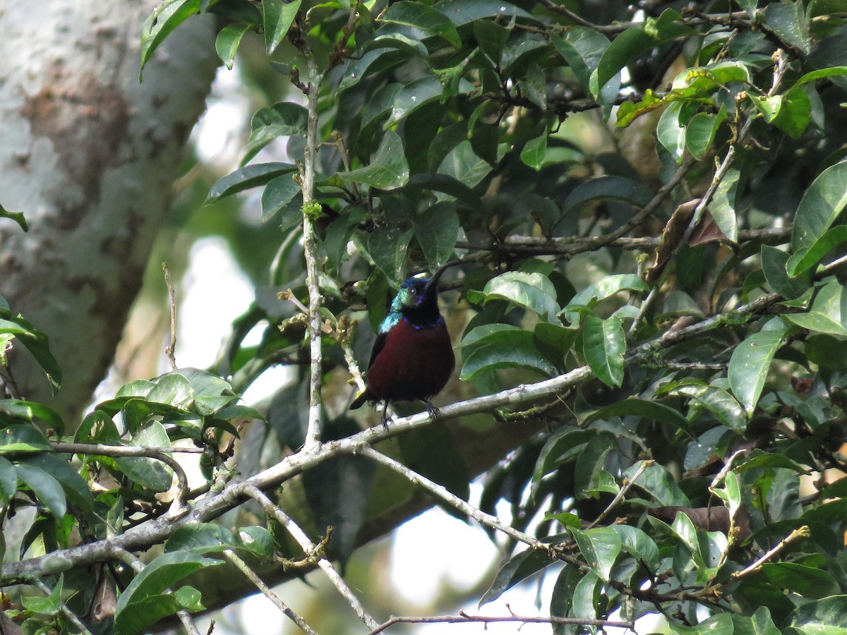 Superb Sunbird - ML136899471