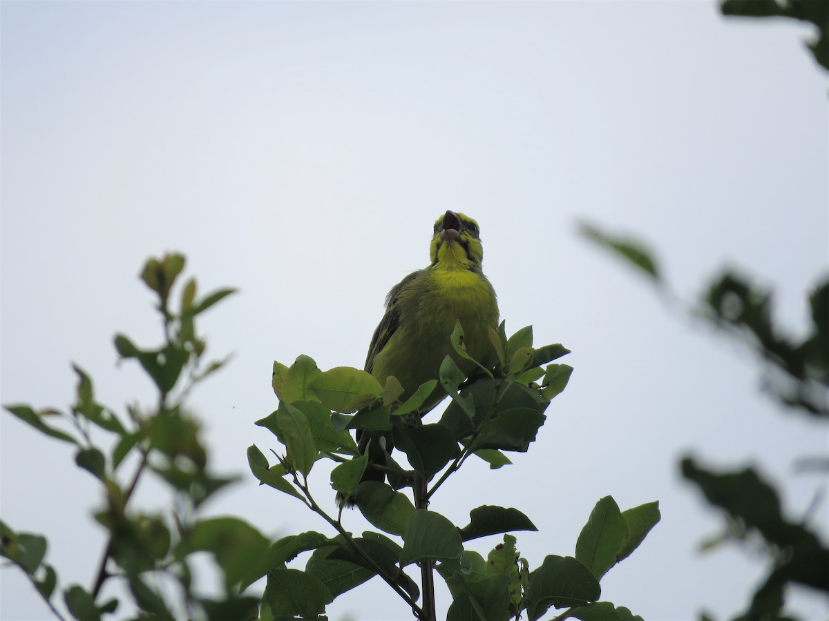 Yellow-fronted Canary - Hugo Foxonet