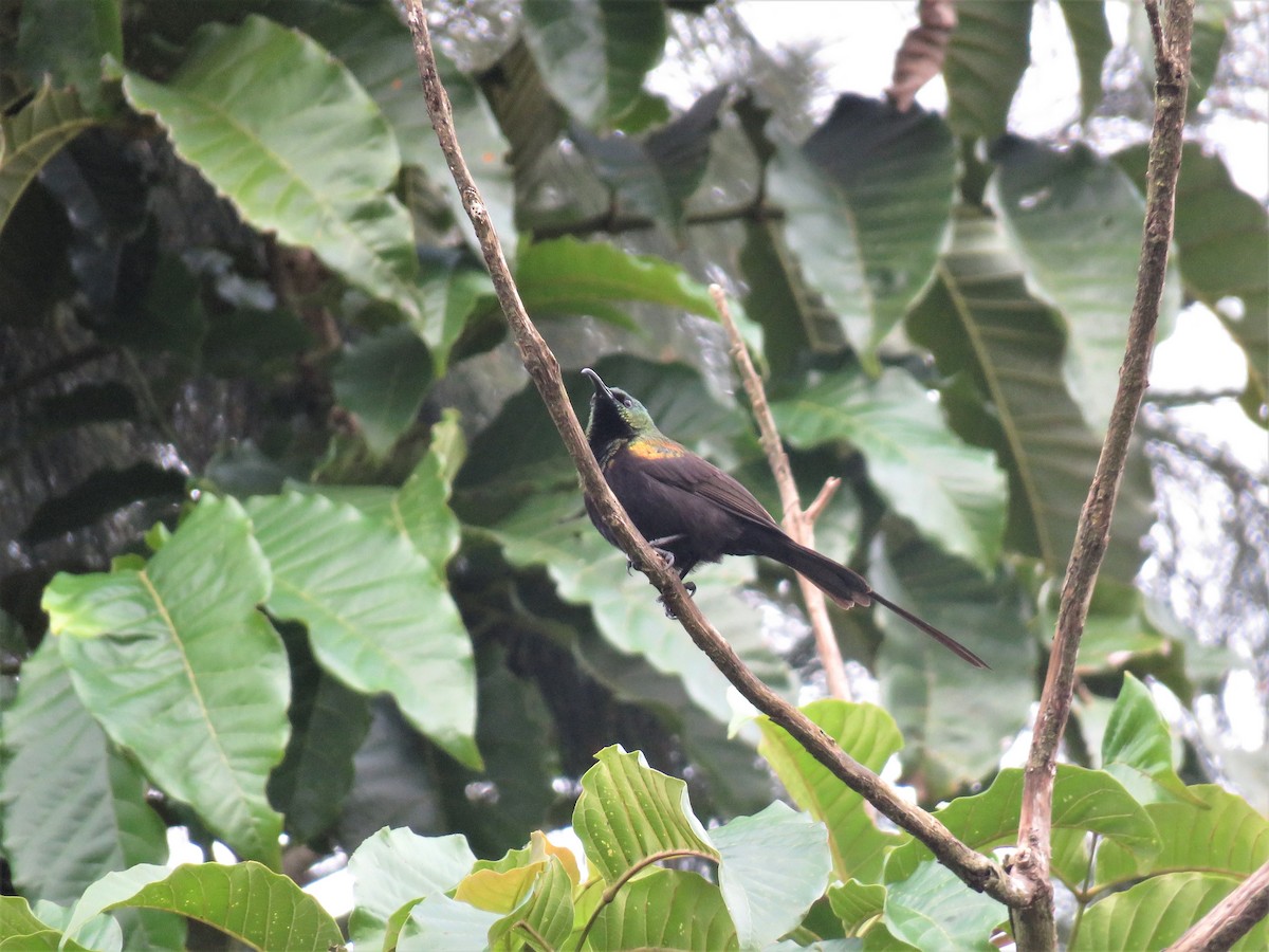 Bronze Sunbird - ML136899581