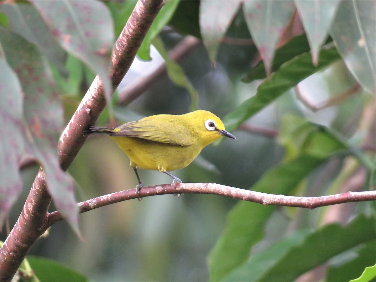 Green White-eye - ML136899611