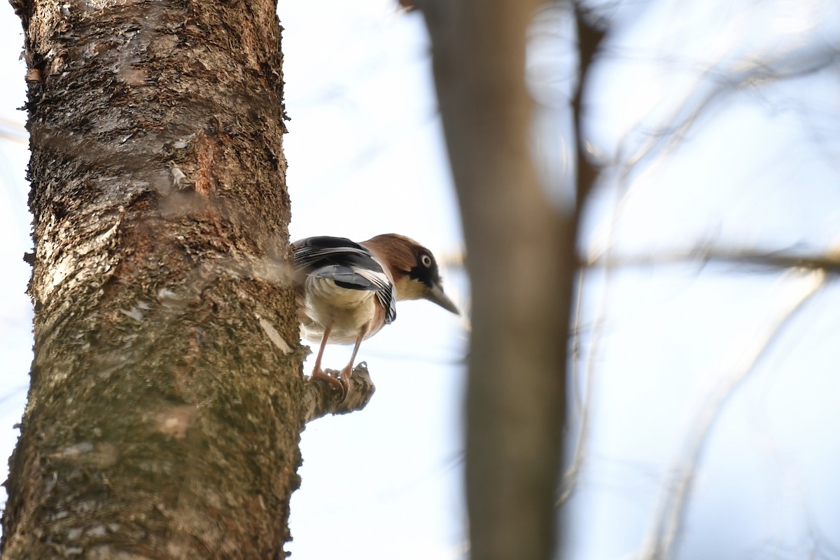 Eurasian Jay (Japanese) - ML136899791