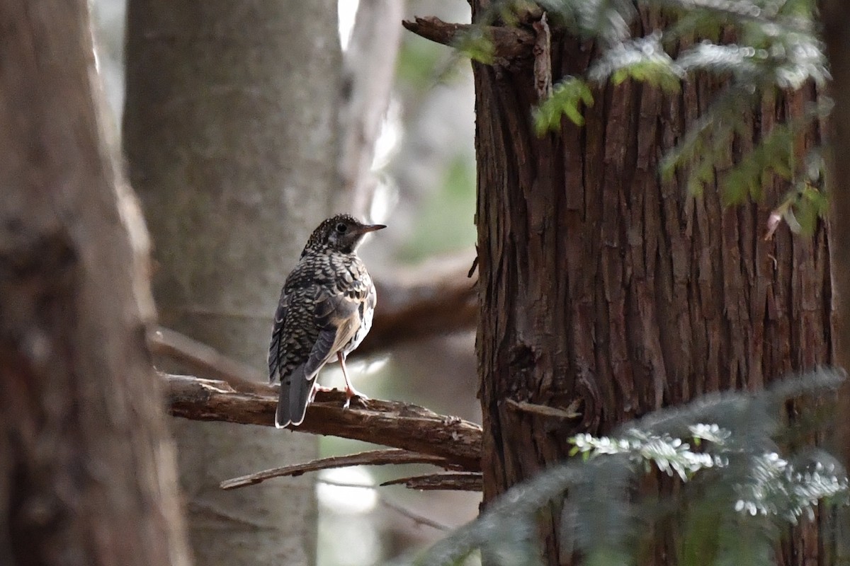 White's Thrush - ML136899821