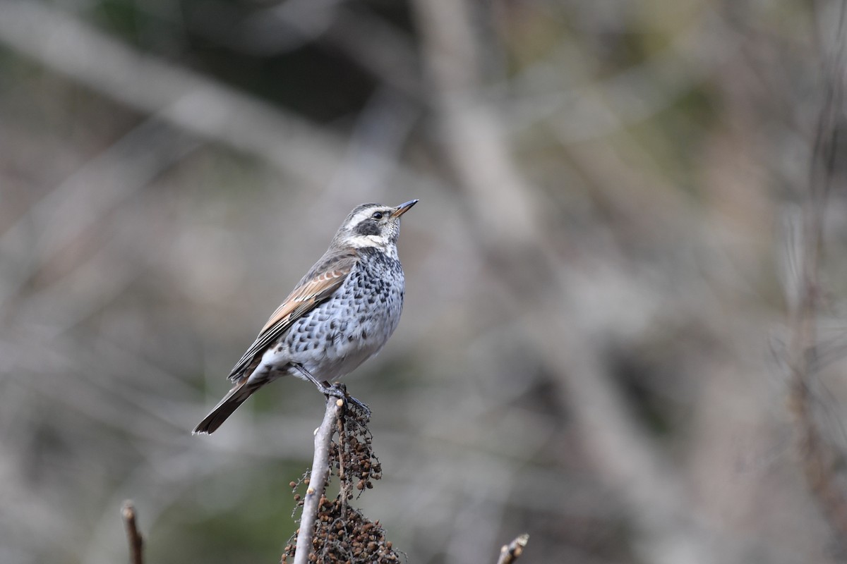 Dusky Thrush - ML136899841