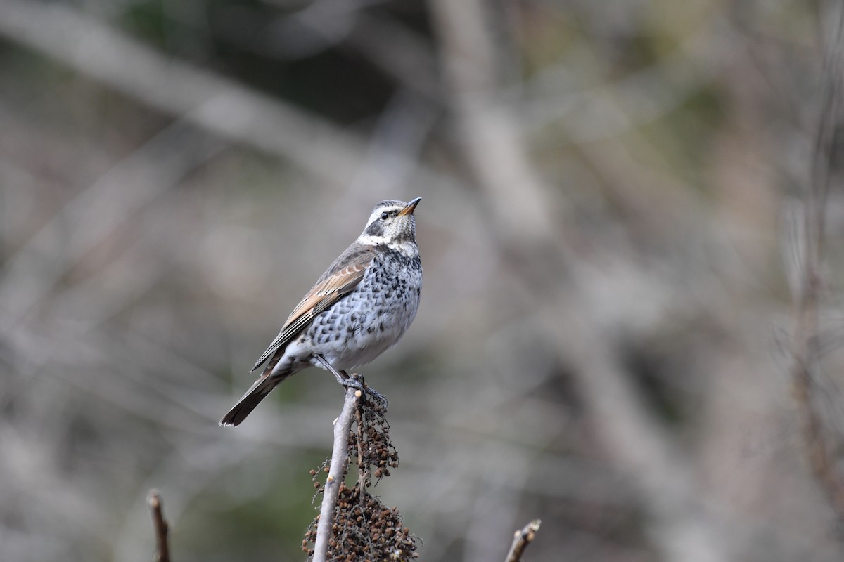 Dusky Thrush - ML136899851