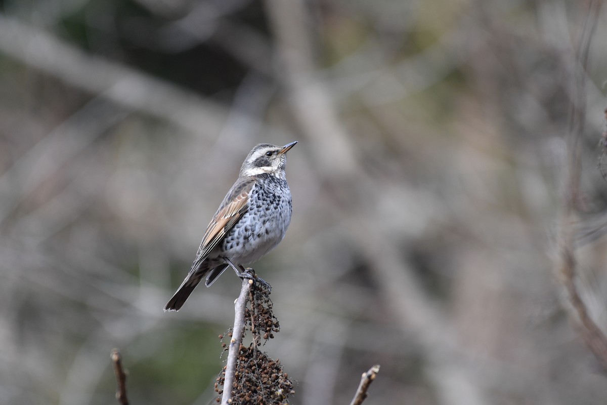 Dusky Thrush - ML136899861