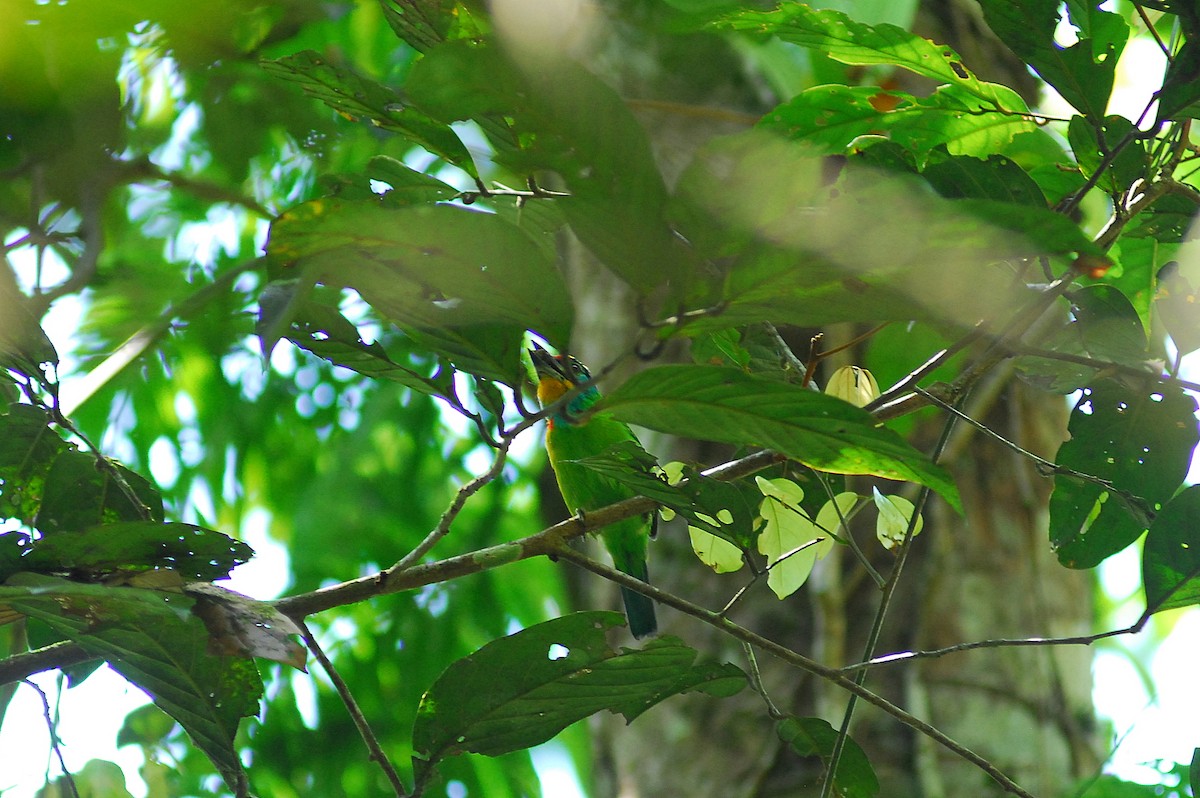 Black-browed Barbet - Julien Birard