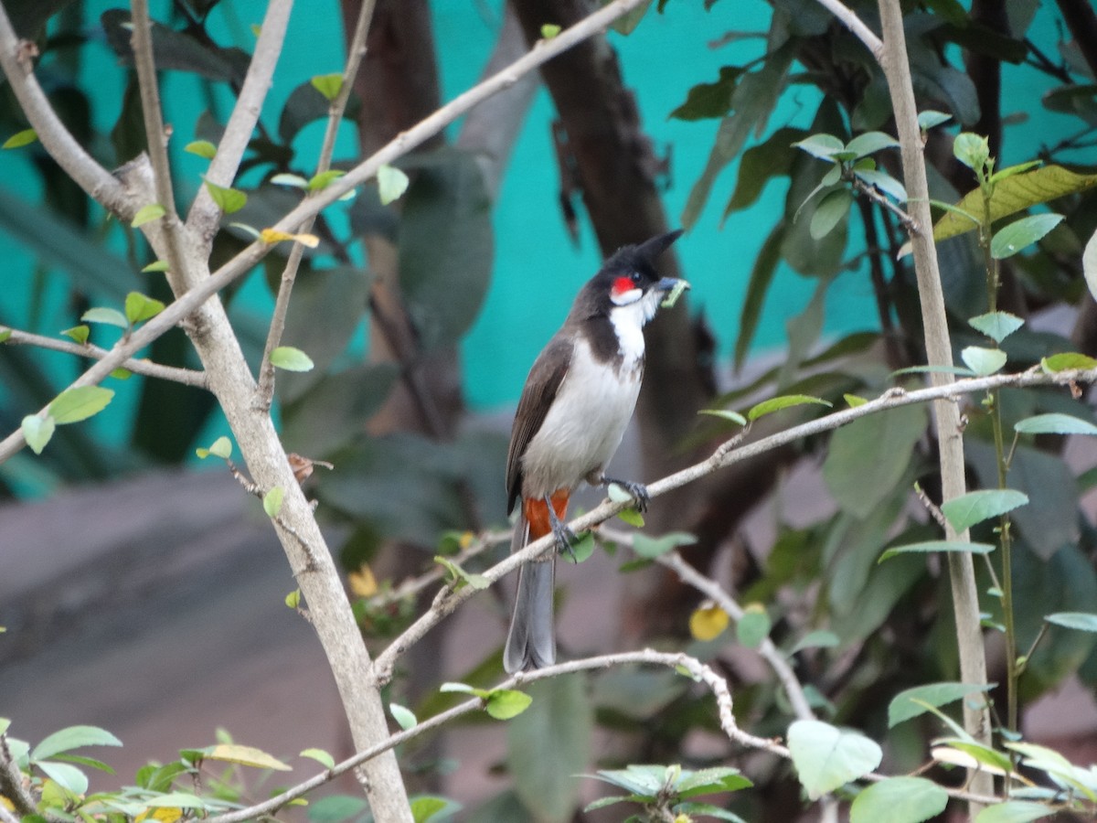 Red-whiskered Bulbul - ML136901681