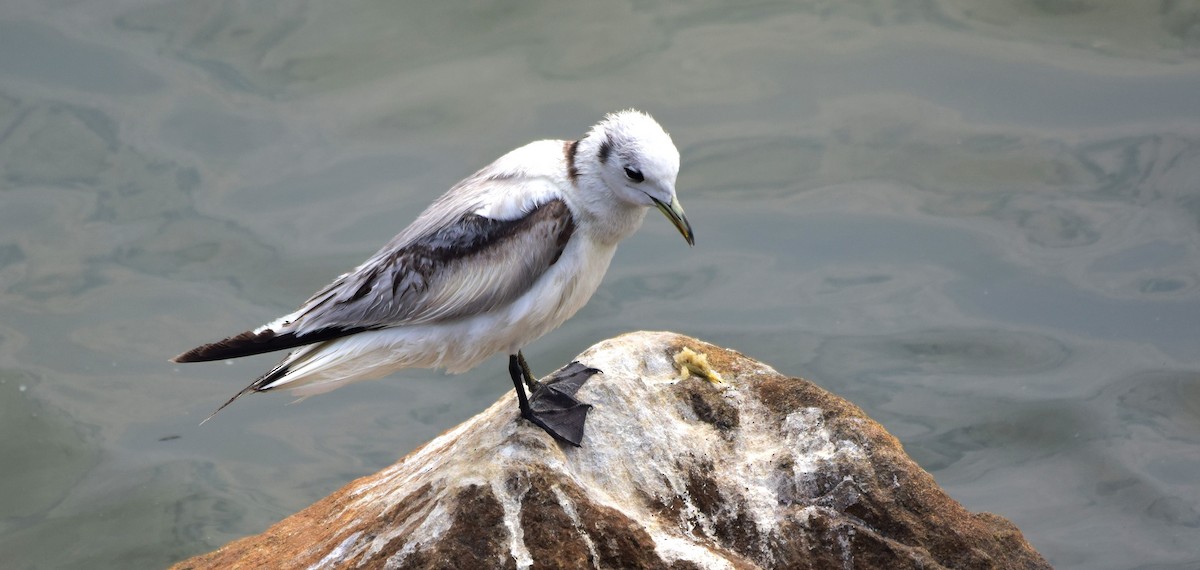 Mouette tridactyle - ML136902011