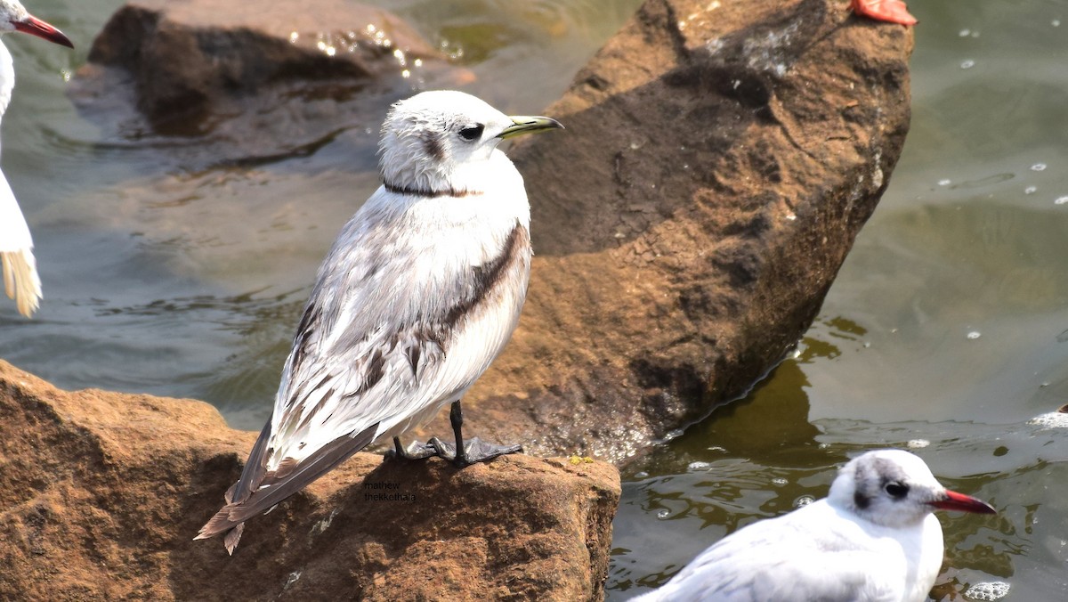 Mouette tridactyle - ML136902031