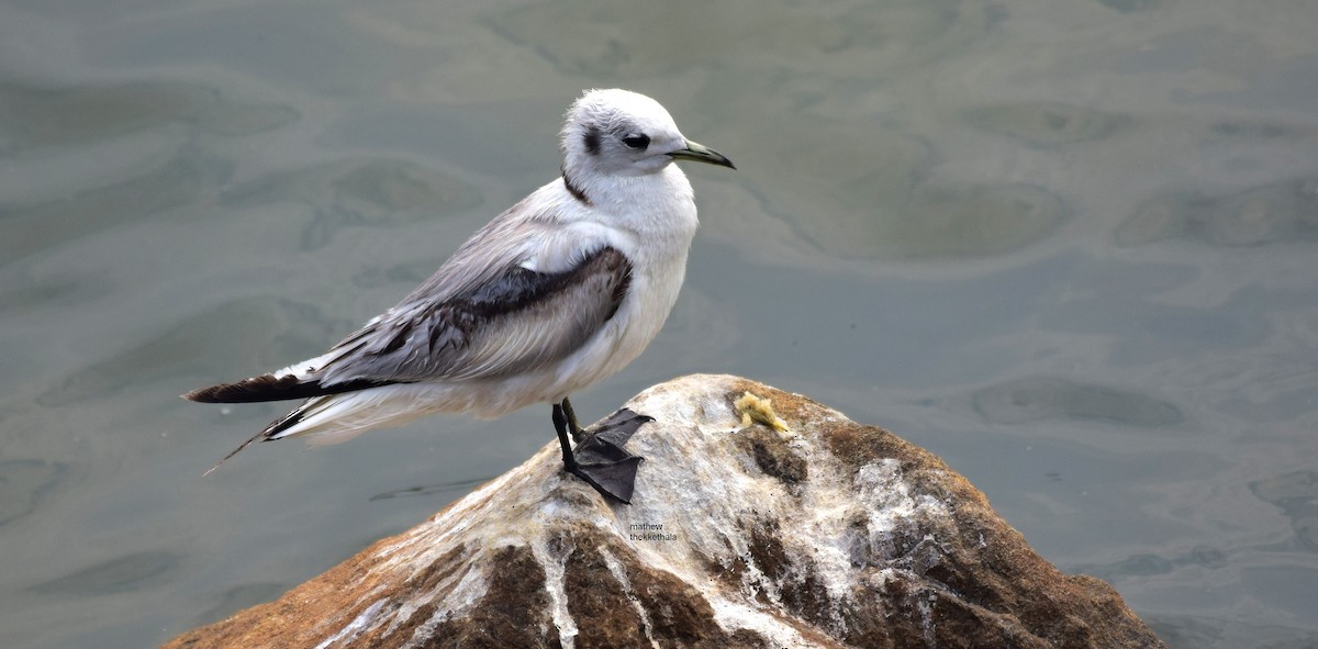 Black-legged Kittiwake - mathew thekkethala