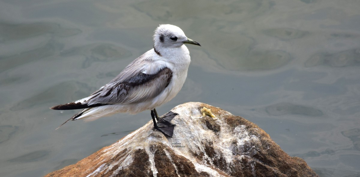 Mouette tridactyle - ML136902041