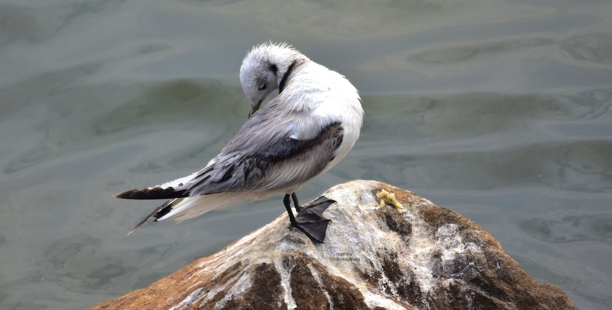 Black-legged Kittiwake - mathew thekkethala