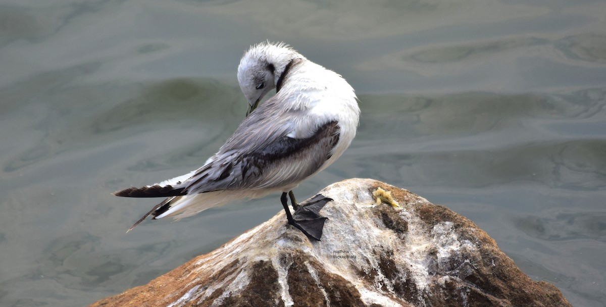 Mouette tridactyle - ML136902051