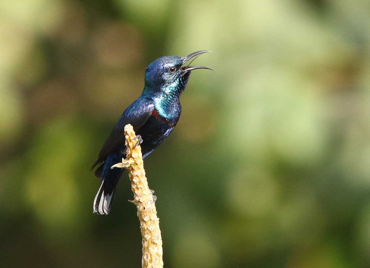 Purple Sunbird - Amee Vyas