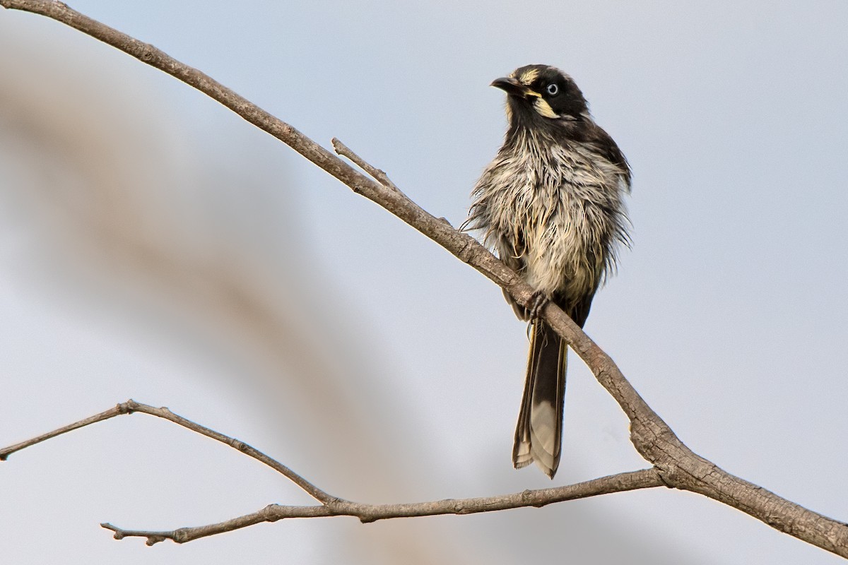 New Holland Honeyeater - Hayley Alexander