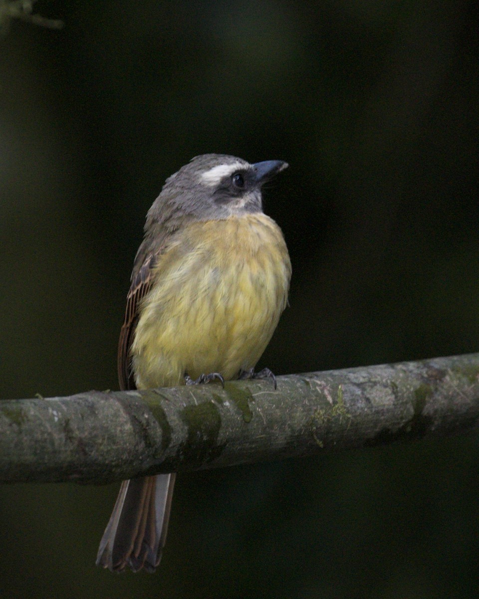 Golden-bellied Flycatcher - ML136907841