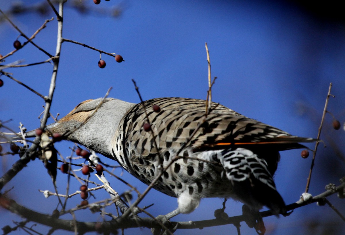 Northern Flicker (Red-shafted) - Ron Friesz