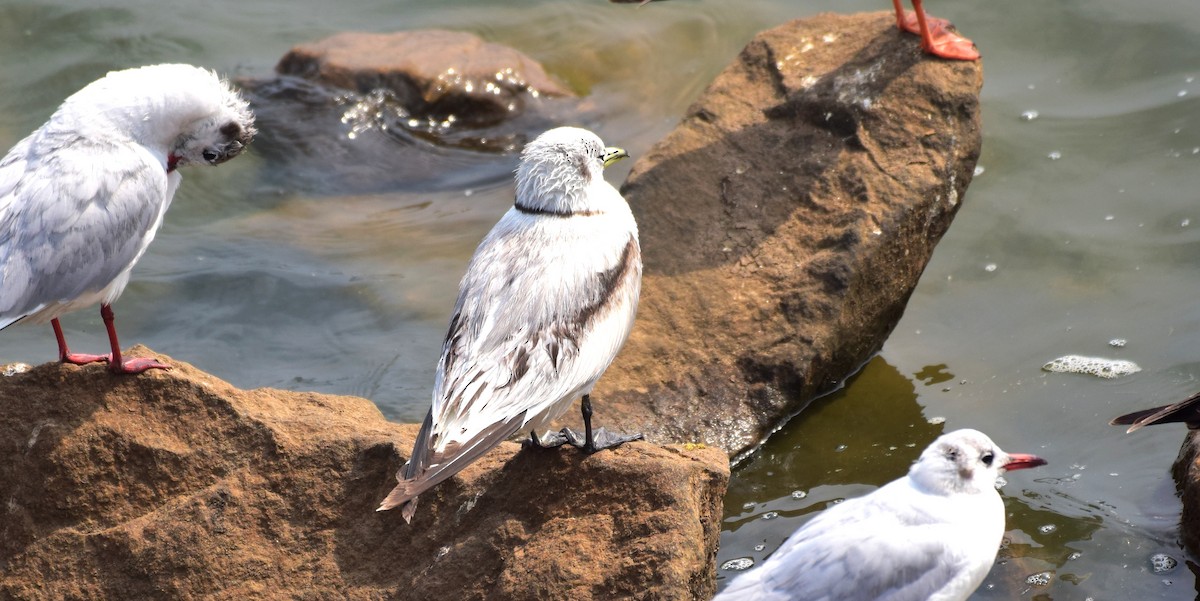 Mouette tridactyle - ML136908071