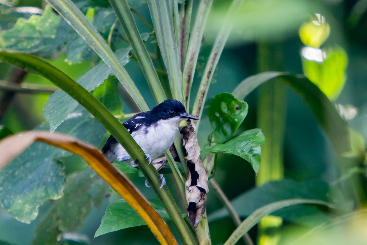 Black-and-white Antbird - Mike Greenfelder