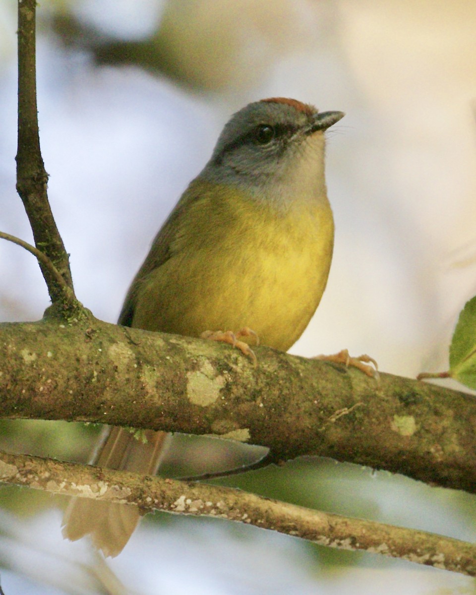 Russet-crowned Warbler - ML136908161