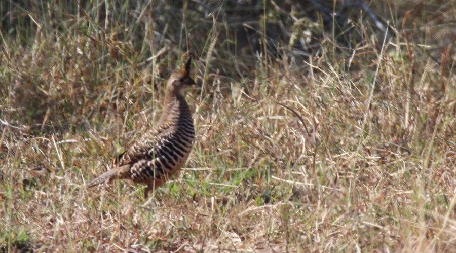 Banded Quail - ML136908481