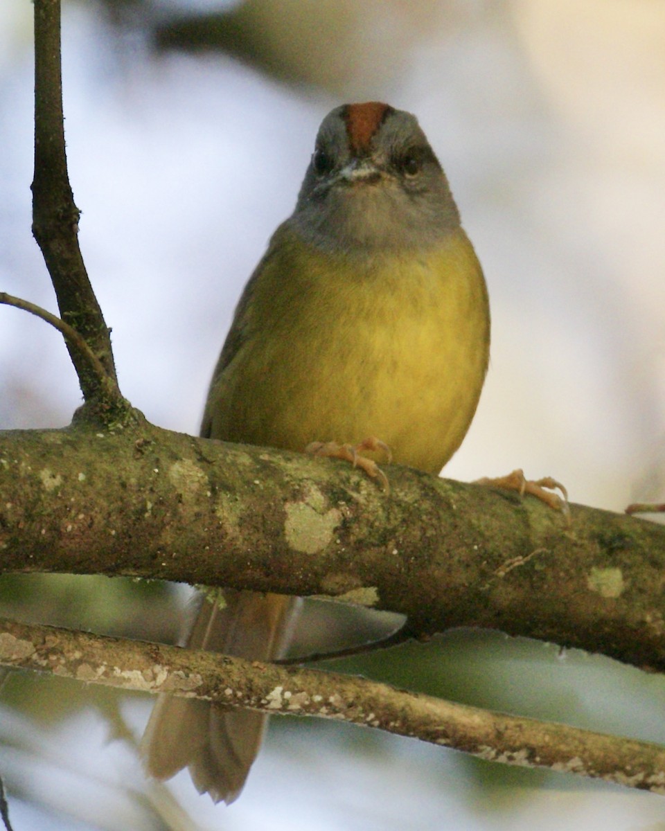 Russet-crowned Warbler - ML136909031