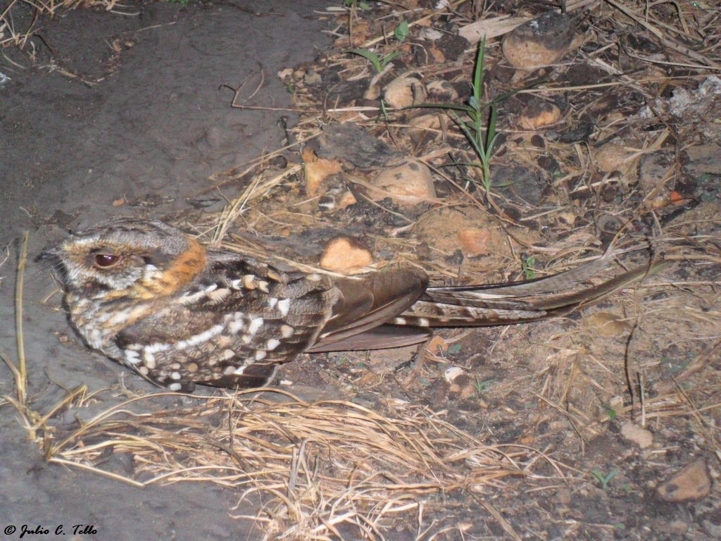 lelek nůžkoocasý - ML136909951