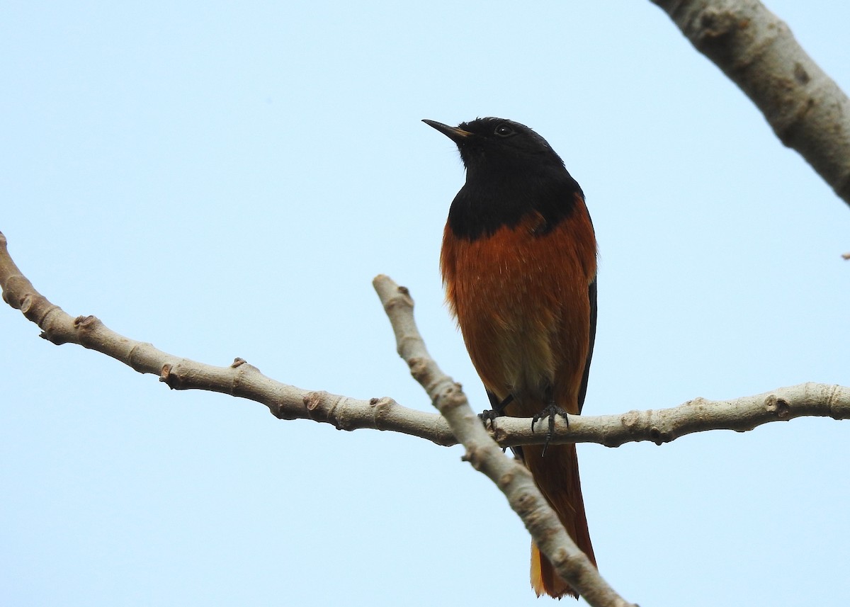 Black Redstart (Eastern) - ML136910351