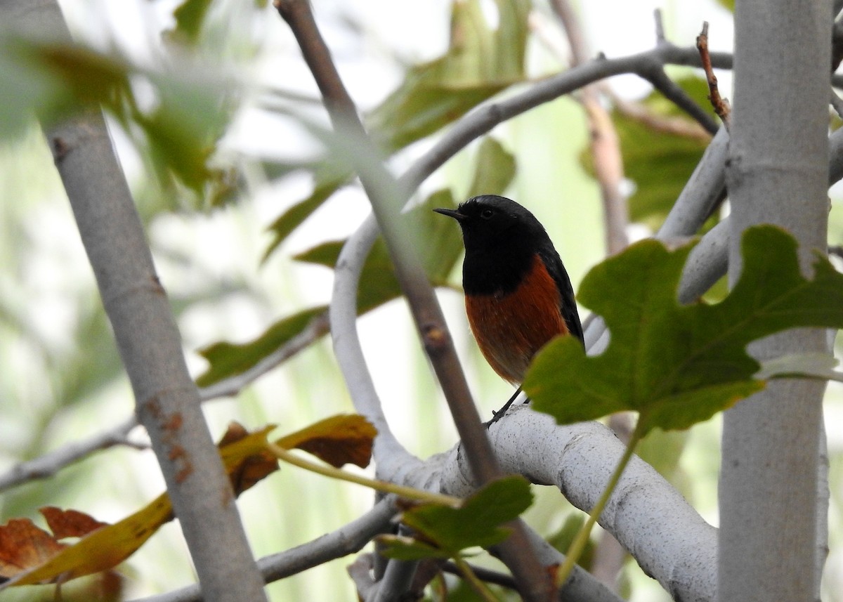 Black Redstart (Eastern) - ML136910361