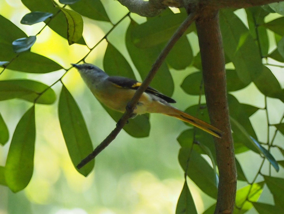 Rosy Minivet - ML136911331