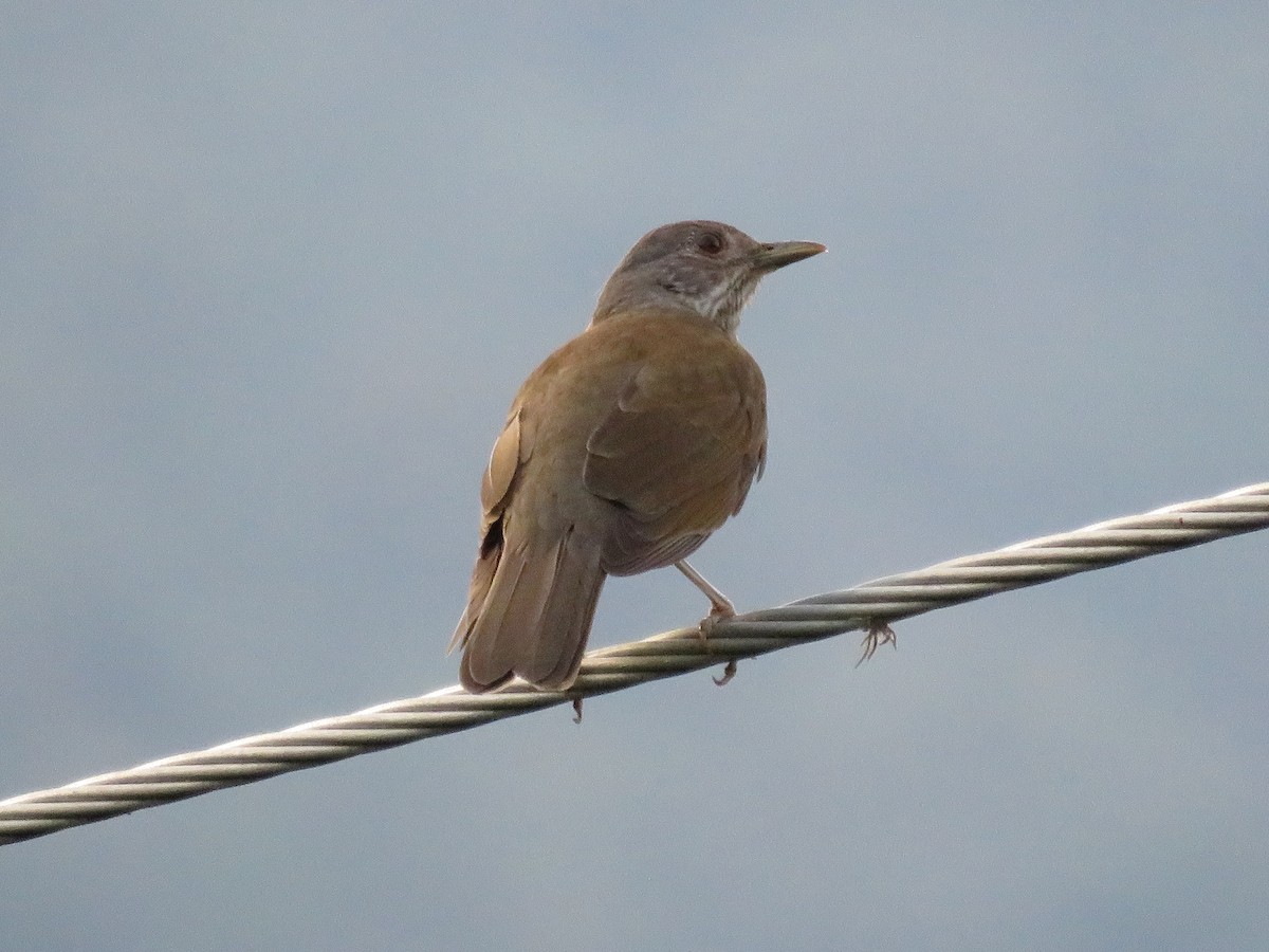 Pale-breasted Thrush - Pauline Catling