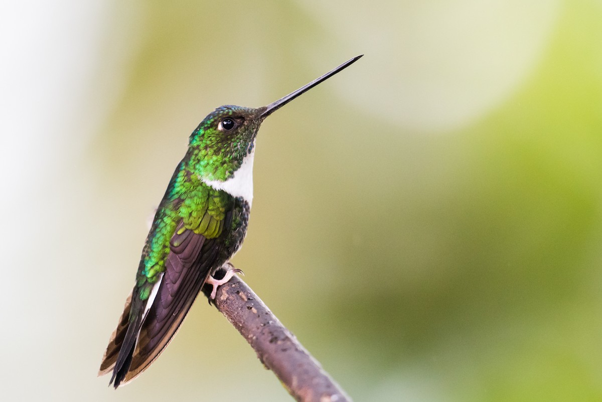 Collared Inca - Claudia Brasileiro