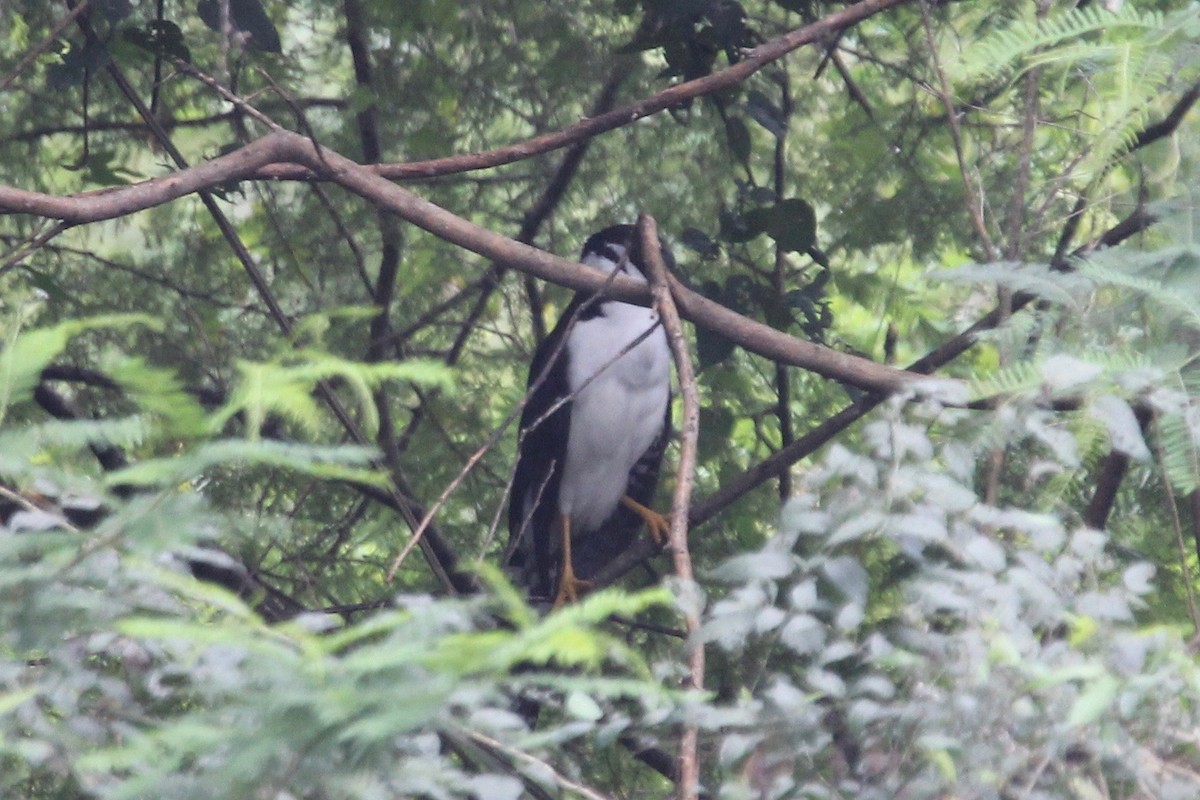 Collared Forest-Falcon - ML136913001