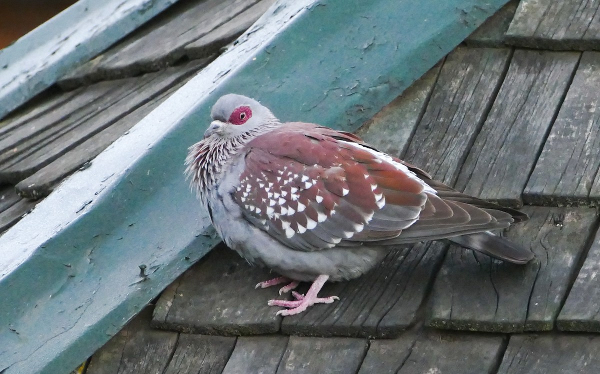 Pigeon roussard - ML136913071