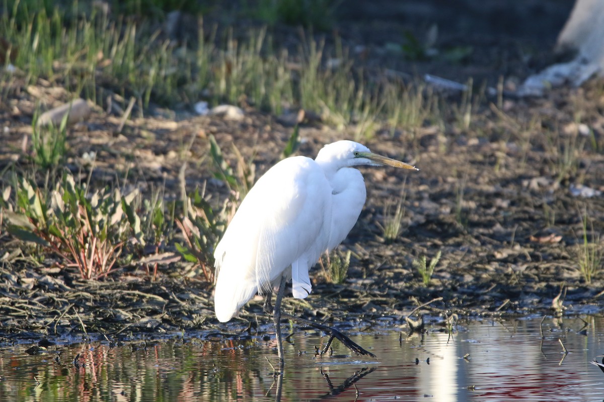 Great Egret - ML136914981