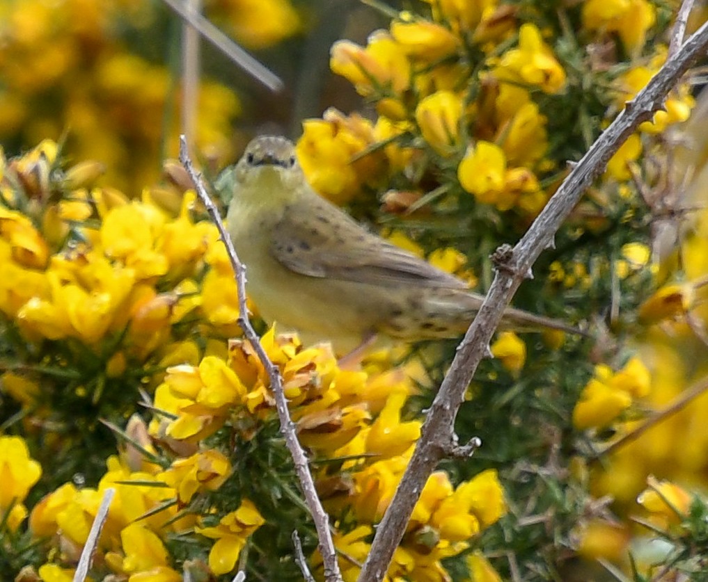 Common Grasshopper Warbler - ML136915051