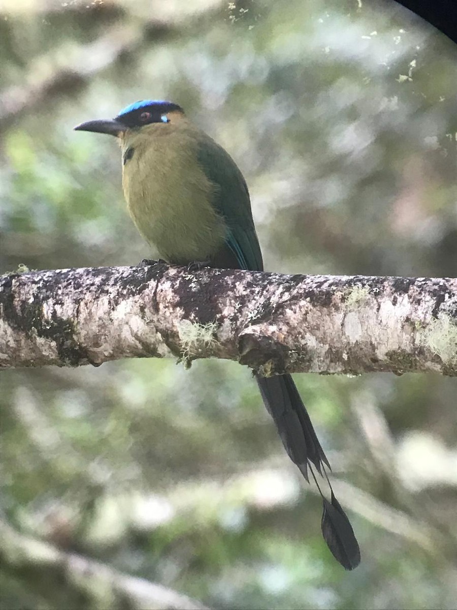 Andean Motmot - ML136916931