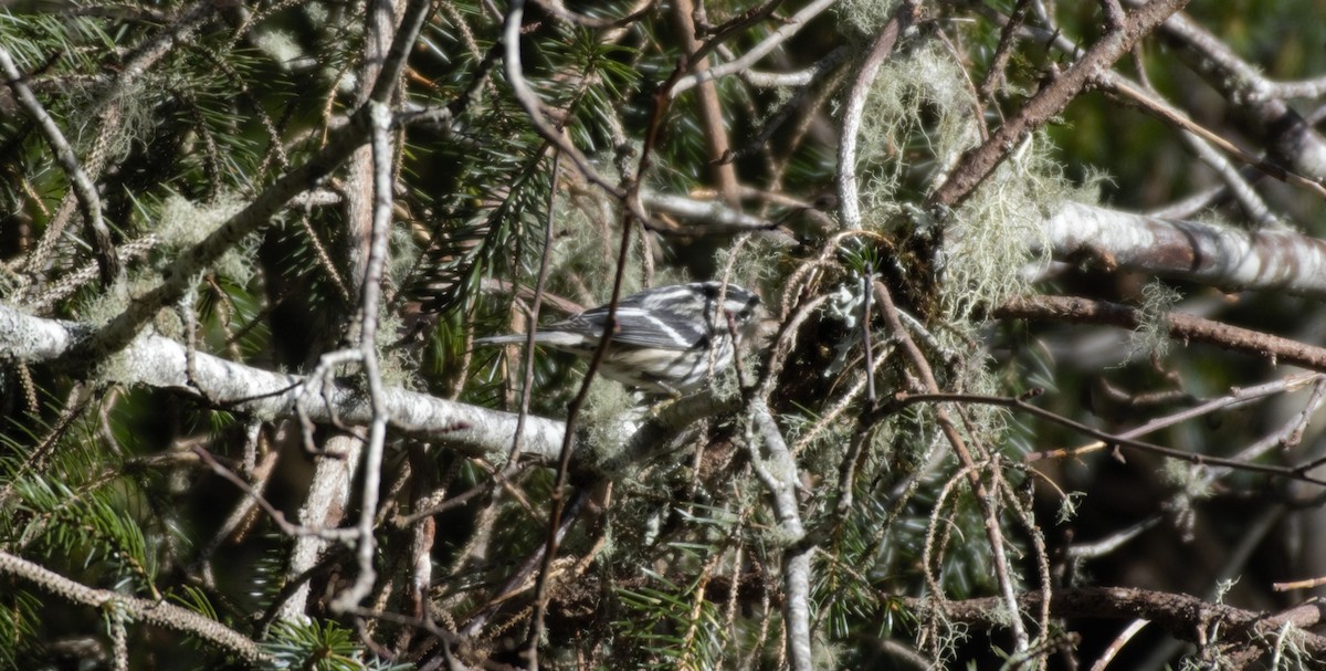 Black-and-white Warbler - ML136918691