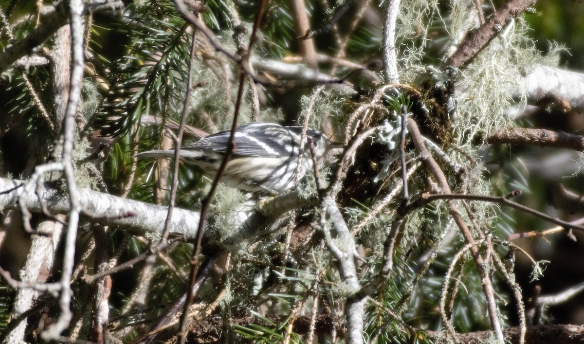 Black-and-white Warbler - ML136918701