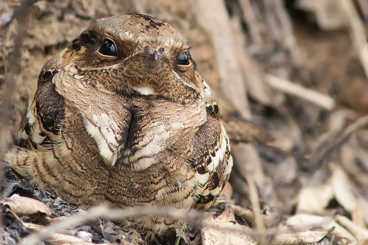 Large-tailed Nightjar - ML136920021