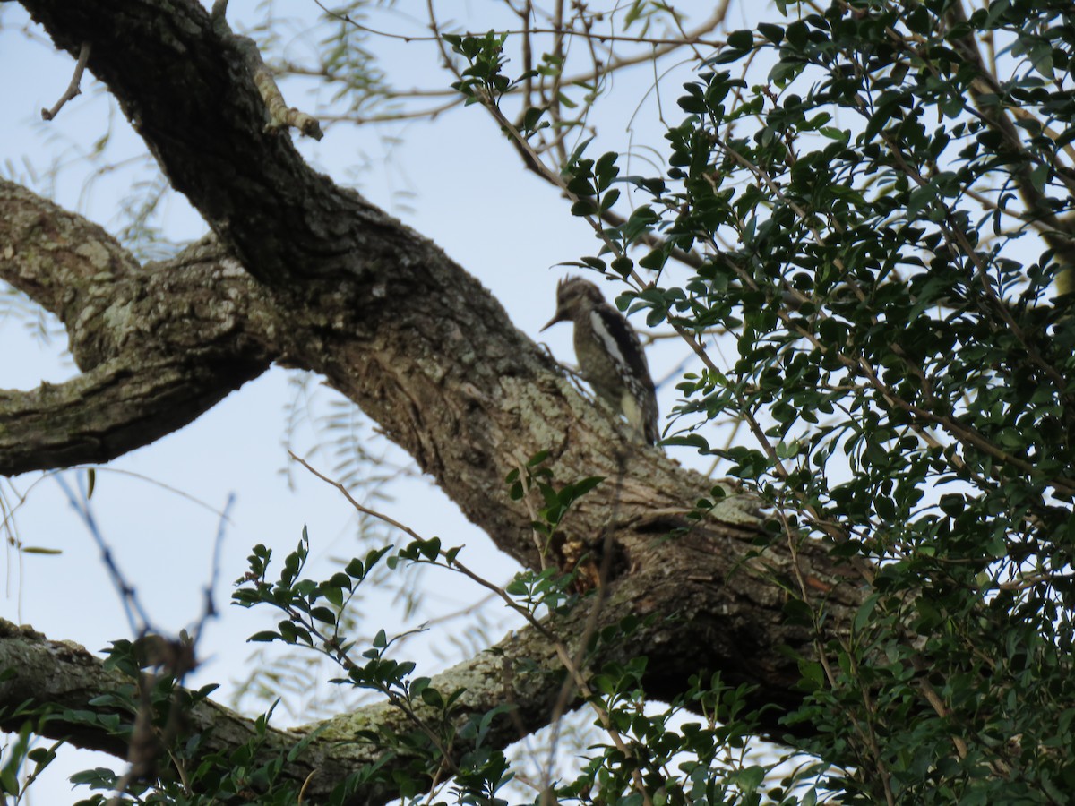 Yellow-bellied Sapsucker - ML136920211