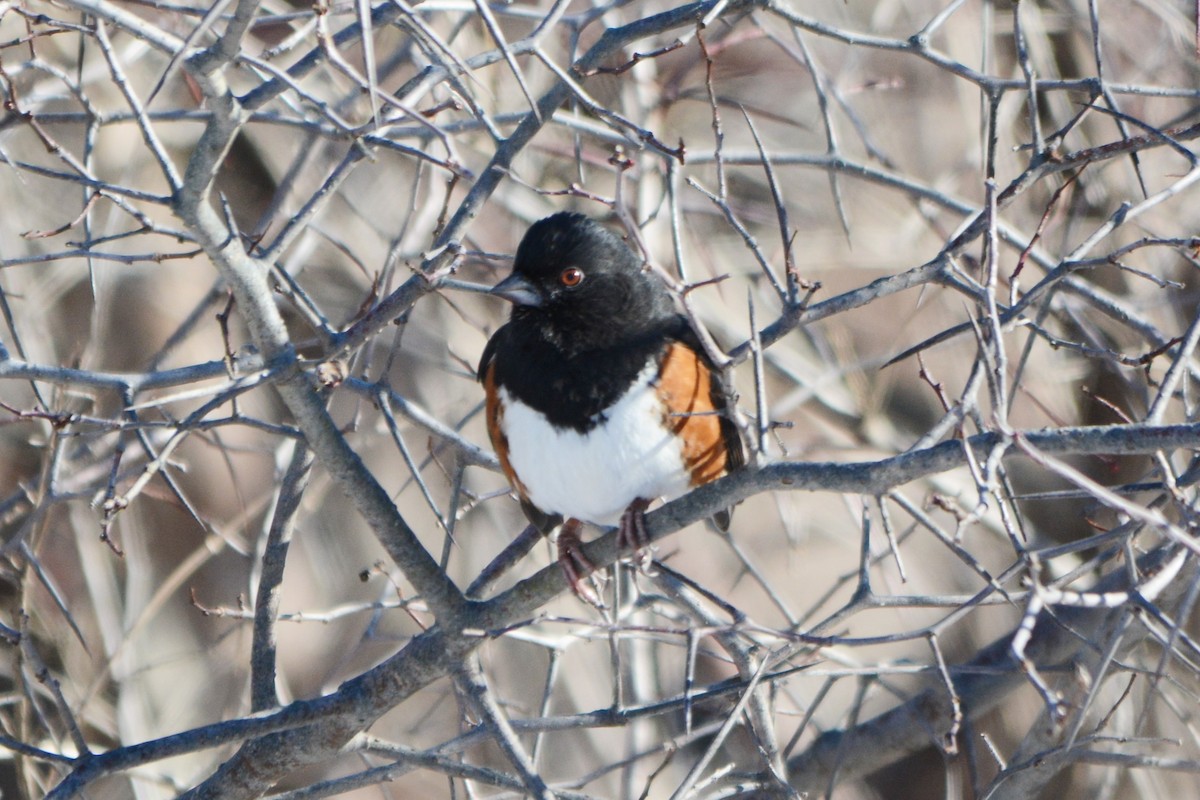 Eastern Towhee - ML136920901